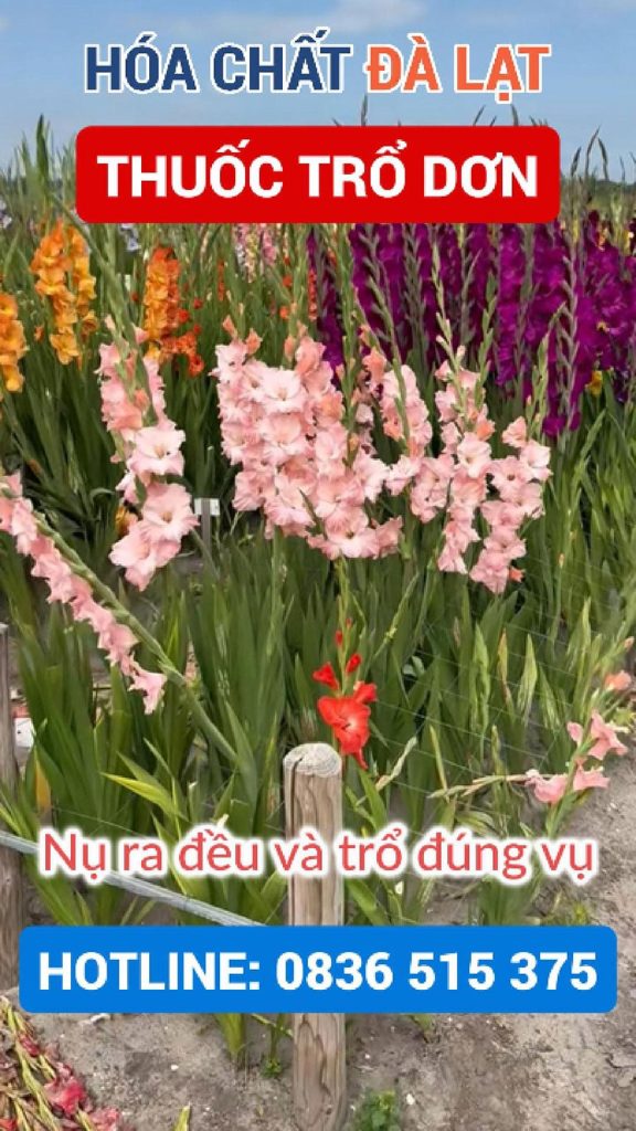 Thuốc Trổ Dơn – Giải Pháp Kích Nụ Hoa Lay Ơn Đặc Biệt Cho Vùng Đà Lạt
