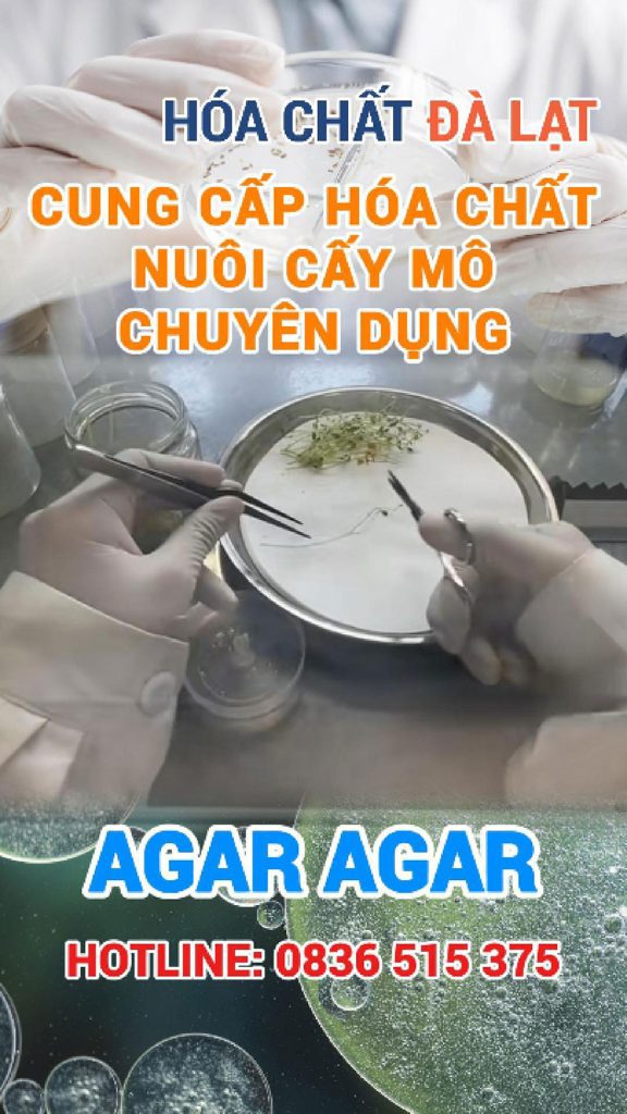 Trồng mô đơn giản với Agar Agar – Mở lối vào thế giới nuôi cấy thực vật tại nhà
