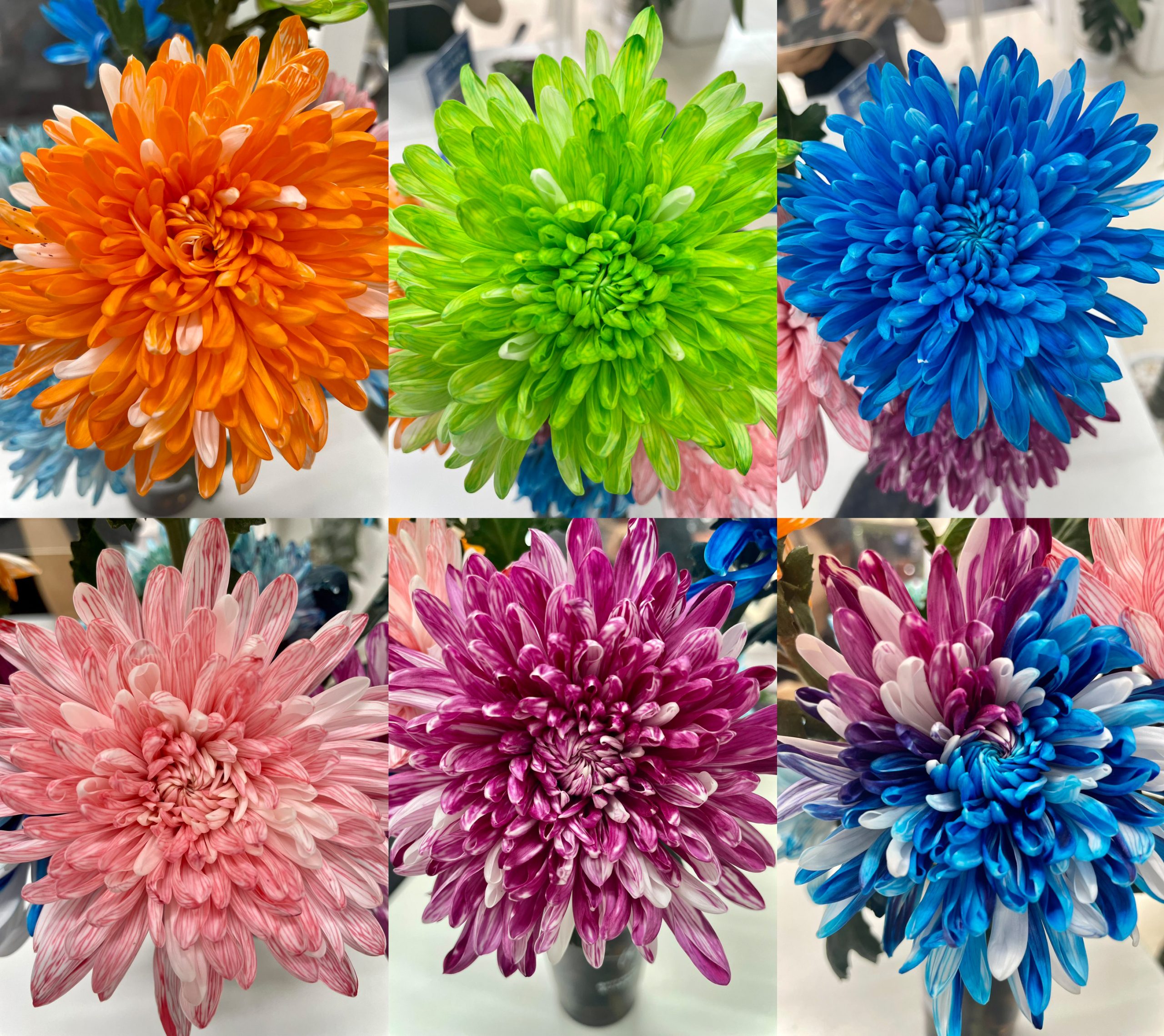 Hoa nhuộm bằng màu thực phẩm ADORA