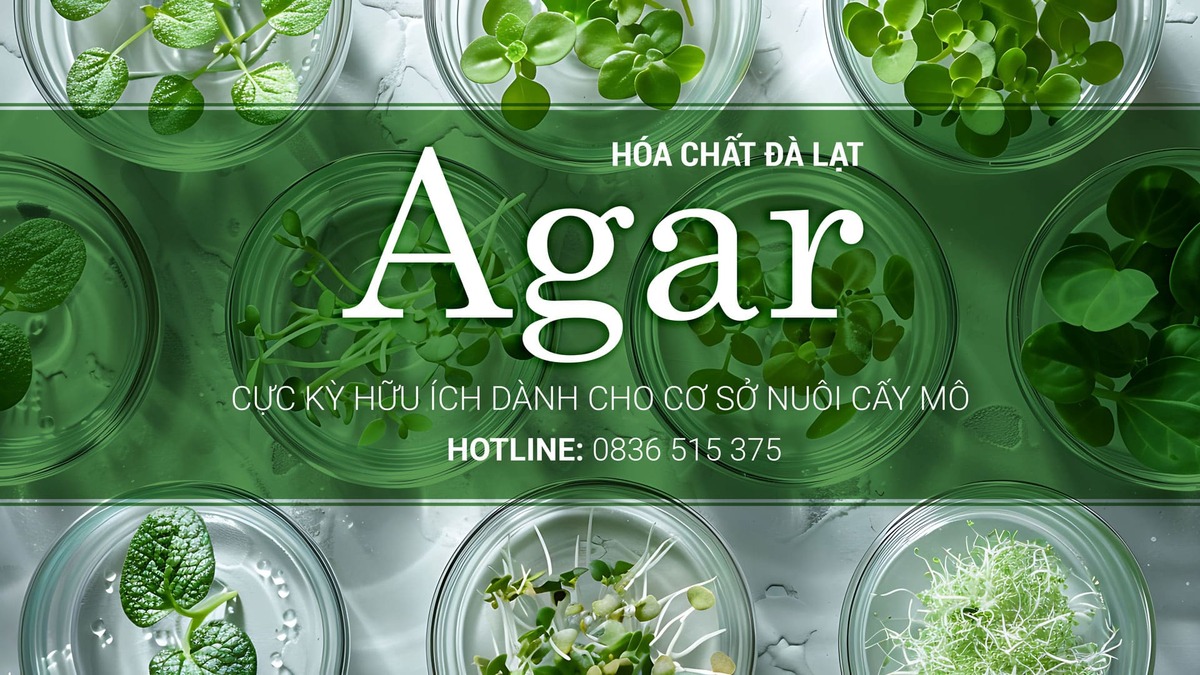 AGAR AGAR - BÍ QUYẾT THÀNH CÔNG CHO NUÔI CẤY MÔ TẠI ĐÀ LẠT & LÂM ĐỒNG