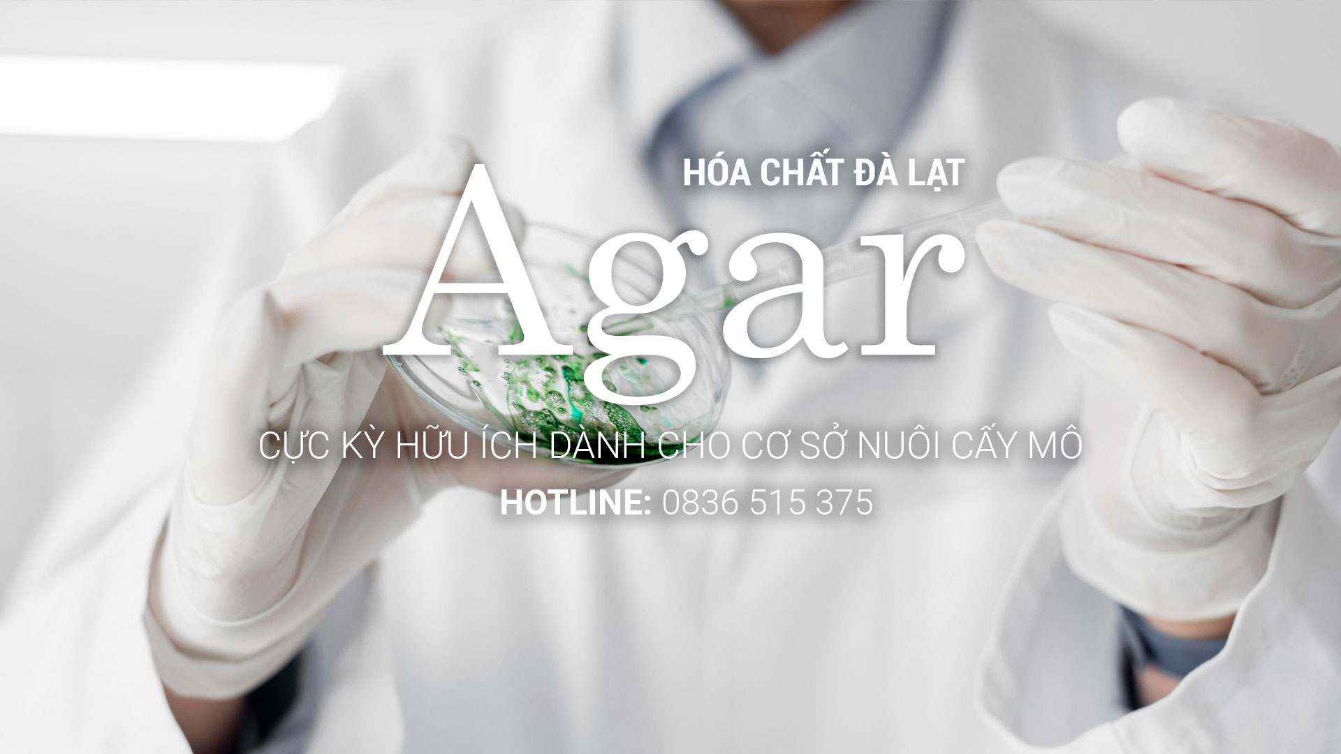 AGAR AGAR - BÍ QUYẾT THÀNH CÔNG CHO NUÔI CẤY MÔ TẠI ĐÀ LẠT & LÂM ĐỒNG