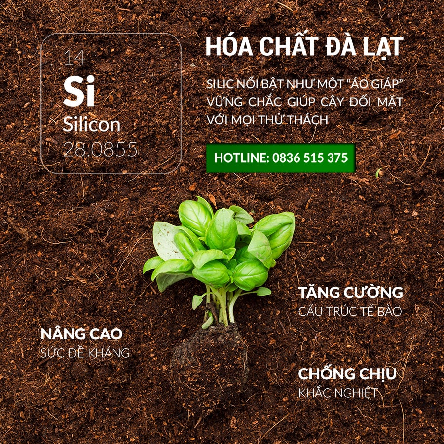 Silic – “Áo Giáp” Bảo Vệ Cây Trồng Chống Lại Môi Trường Khắc Nghiệt