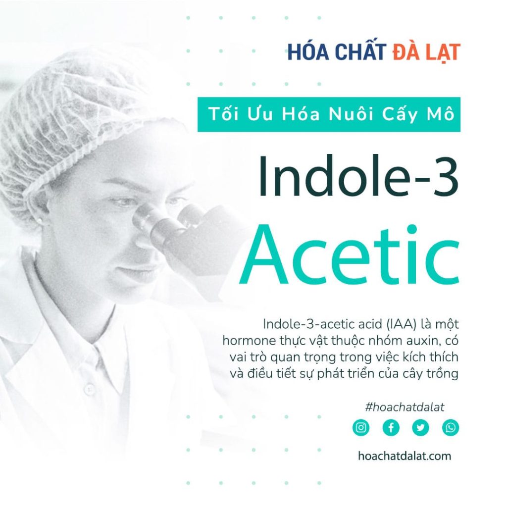 Indole-3-Acetic Acid Đức – ‘Át Chủ Bài’ Cho Sản Xuất Mô Cây Chất Lượng Tại Đà Lạt