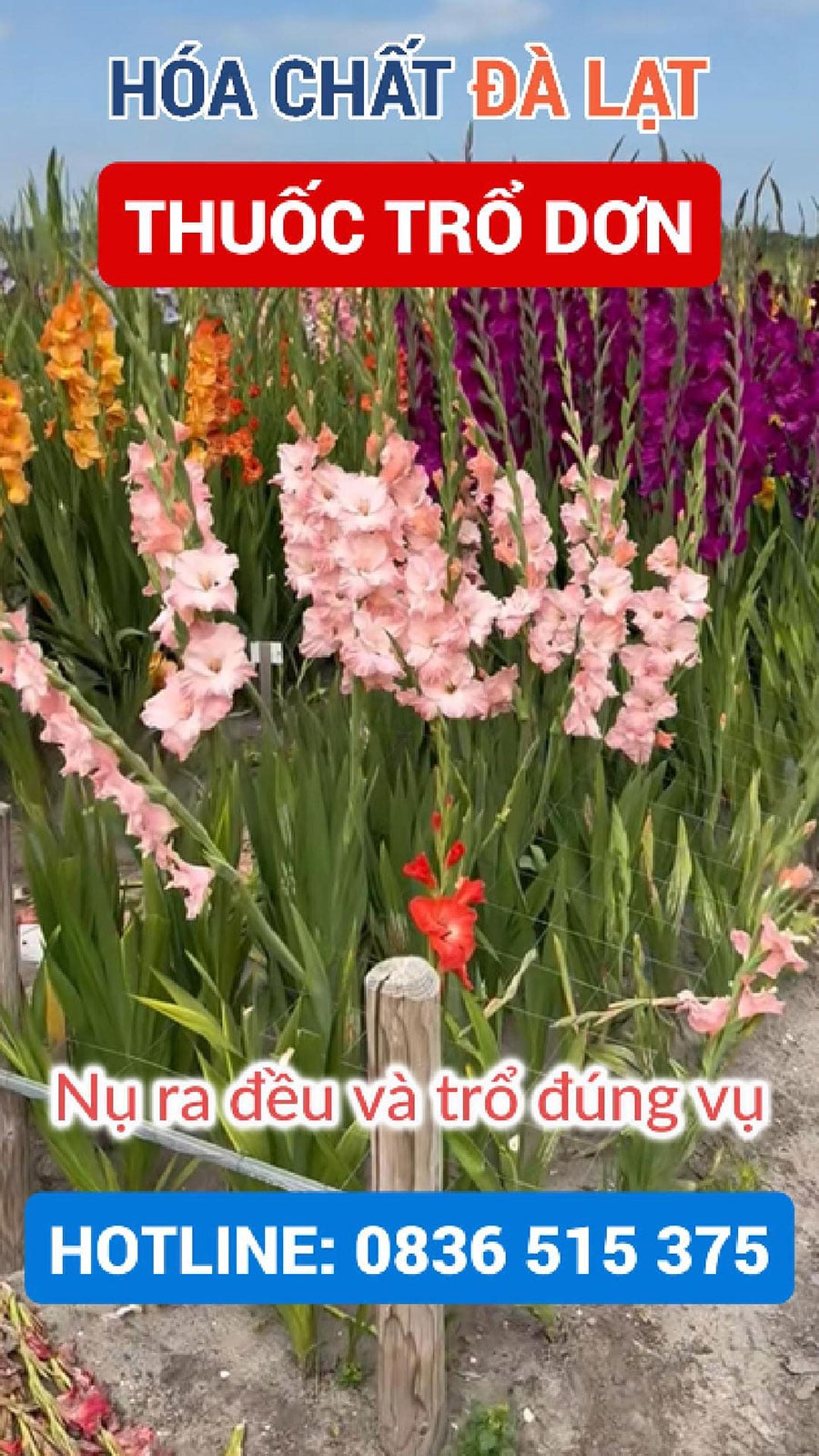 Thuốc Trổ Dơn – Giải Pháp Kích Nụ Hoa Lay Ơn Đặc Biệt Cho Vùng Đà Lạt