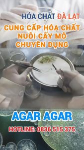 Trồng mô đơn giản với Agar Agar – Mở lối vào thế giới nuôi cấy thực vật tại nhà