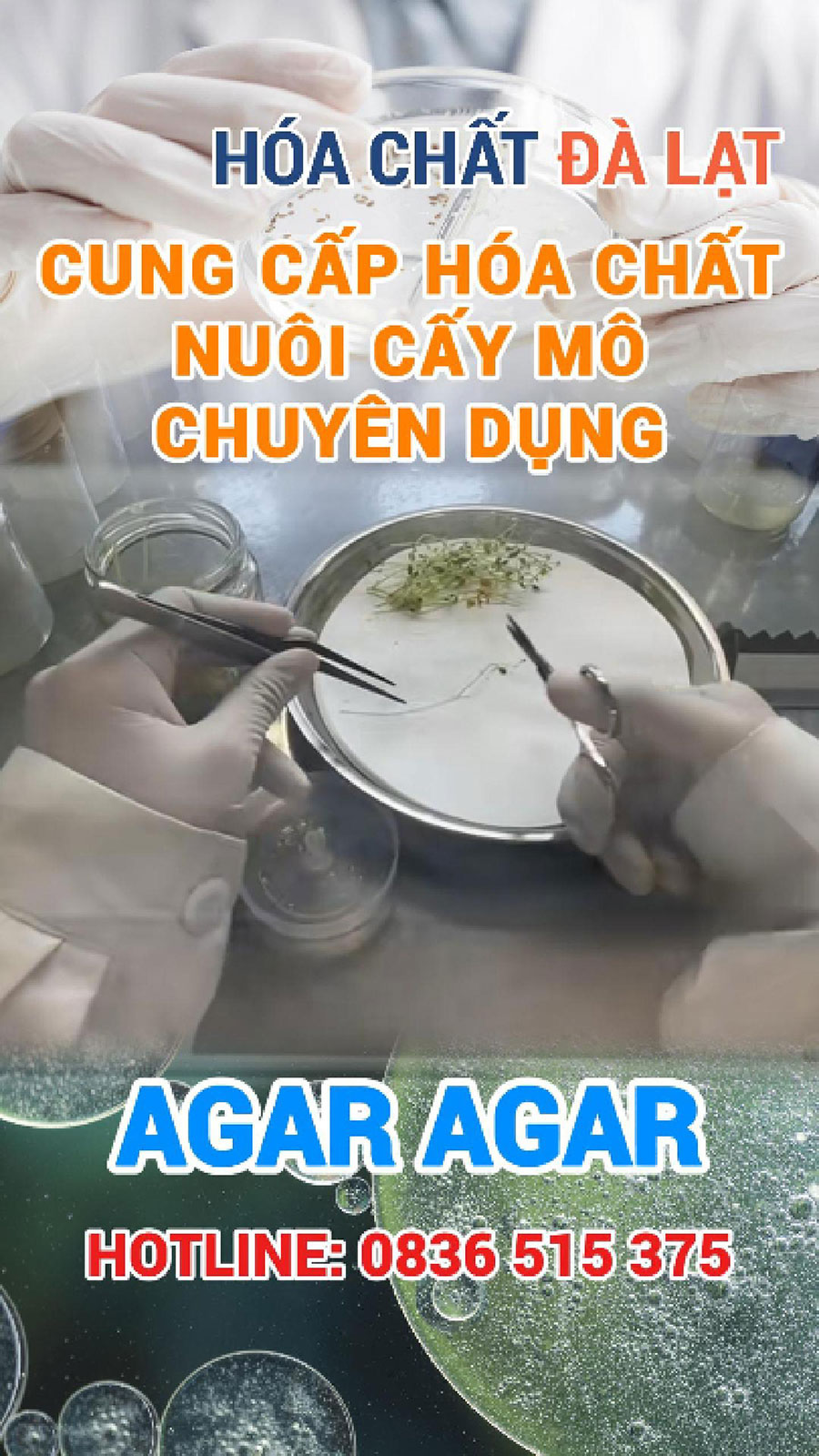 Trồng mô đơn giản với Agar Agar – Mở lối vào thế giới nuôi cấy thực vật tại nhà