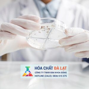 So sánh đĩa Petri nhựa và kính: Nên chọn loại nào cho phòng thí nghiệm?