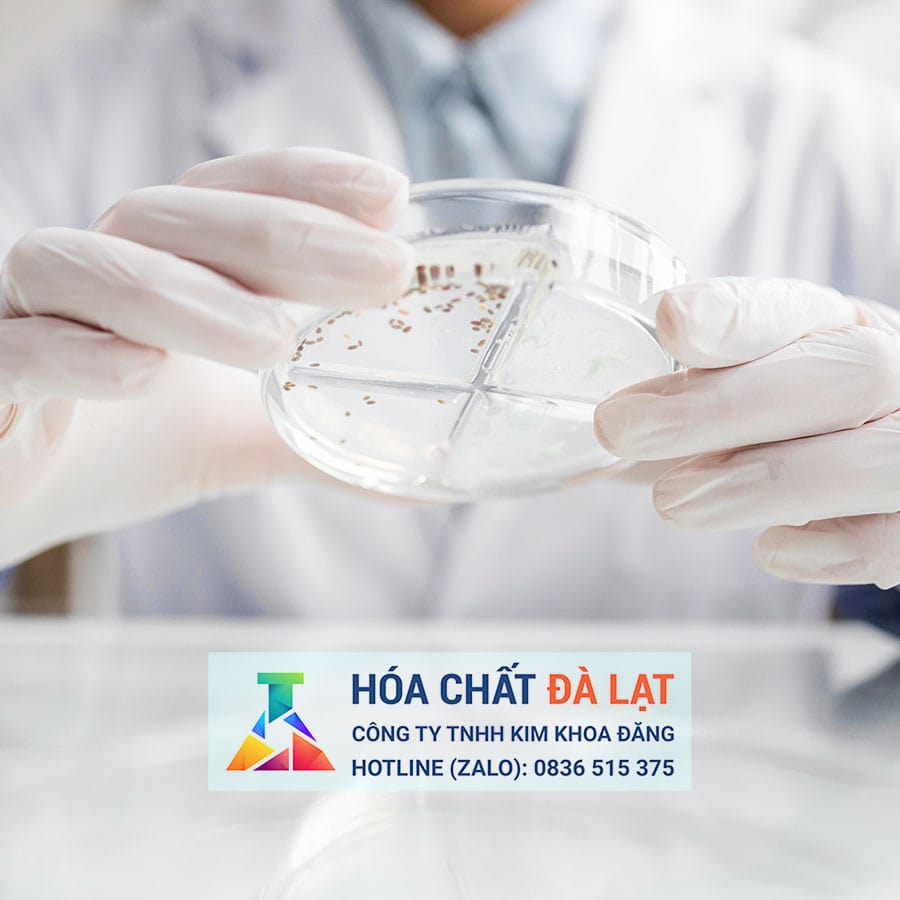 So sánh đĩa Petri nhựa và kính: Nên chọn loại nào cho phòng thí nghiệm?