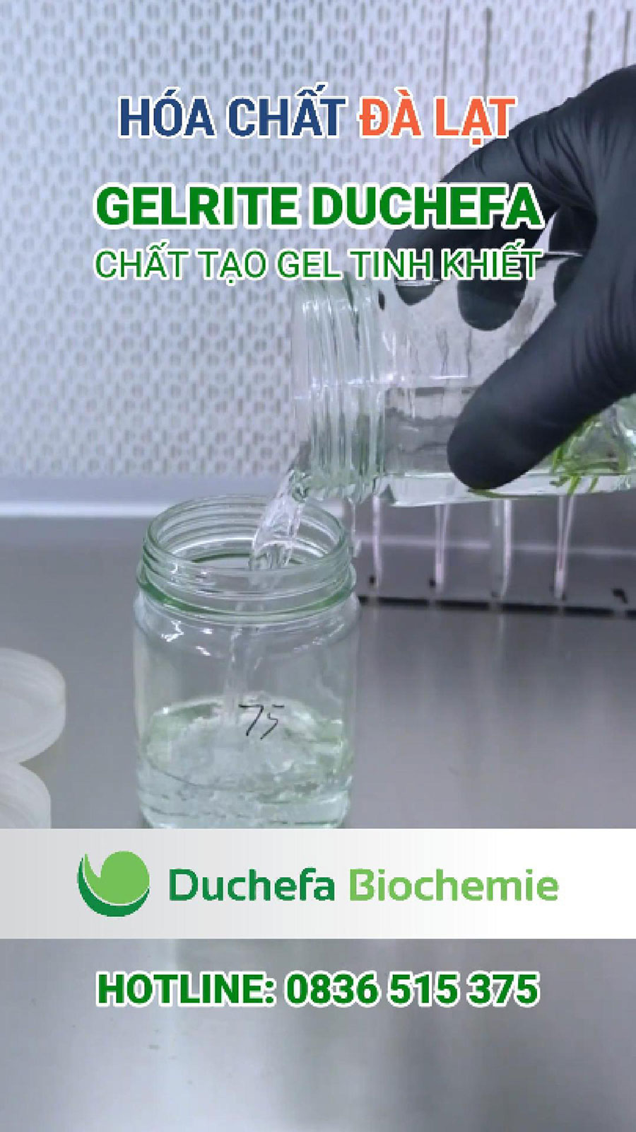 Gelrite Duchefa – Chất tạo gel tinh khiết thay thế agar trong nuôi cấy mô giống thực vật