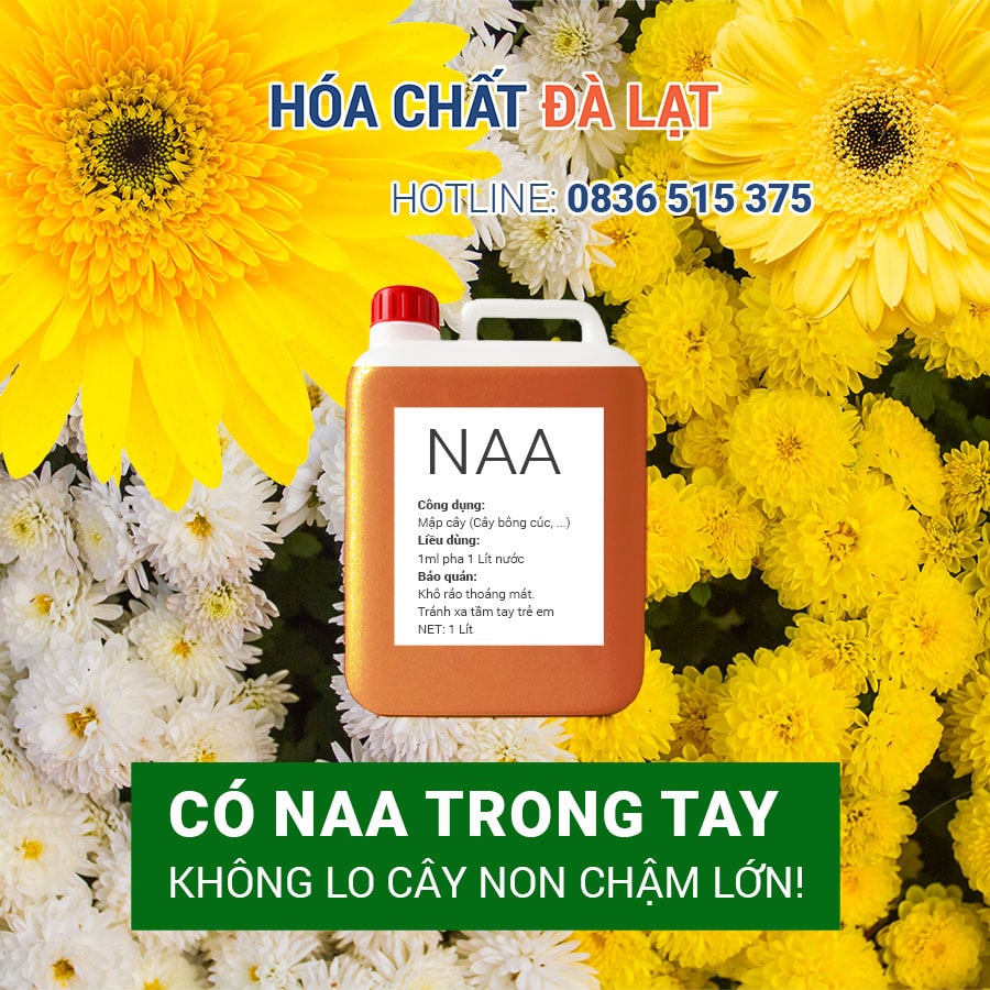 NAA Là Gì? Dung Dịch Kích Thích Ra Rễ Hiệu Quả Cho Cây Giâm Cành, Cây Mô, Cây Hoa Cúc