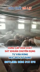 Dịch Tả Lợn Châu Phi Bùng Phát: Bà Con Cần Làm Gì Để Phòng Chống Hiệu Quả?