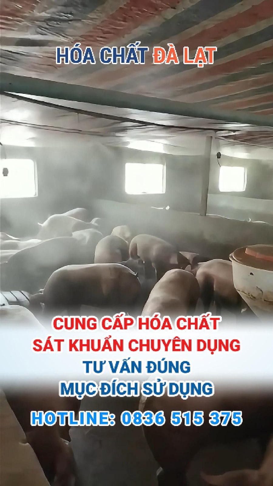 Dịch Tả Lợn Châu Phi Bùng Phát: Bà Con Cần Làm Gì Để Phòng Chống Hiệu Quả?