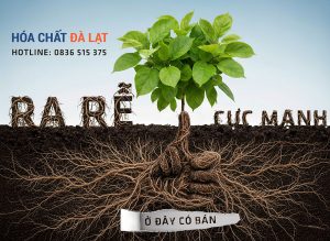 Giải Pháp Giúp Cây Ra Rễ Mạnh – Cây Khỏe, Năng Suất Cao
