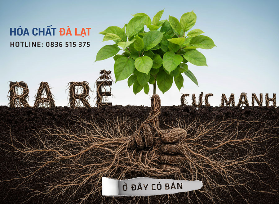 Giải Pháp Giúp Cây Ra Rễ Mạnh – Cây Khỏe, Năng Suất Cao