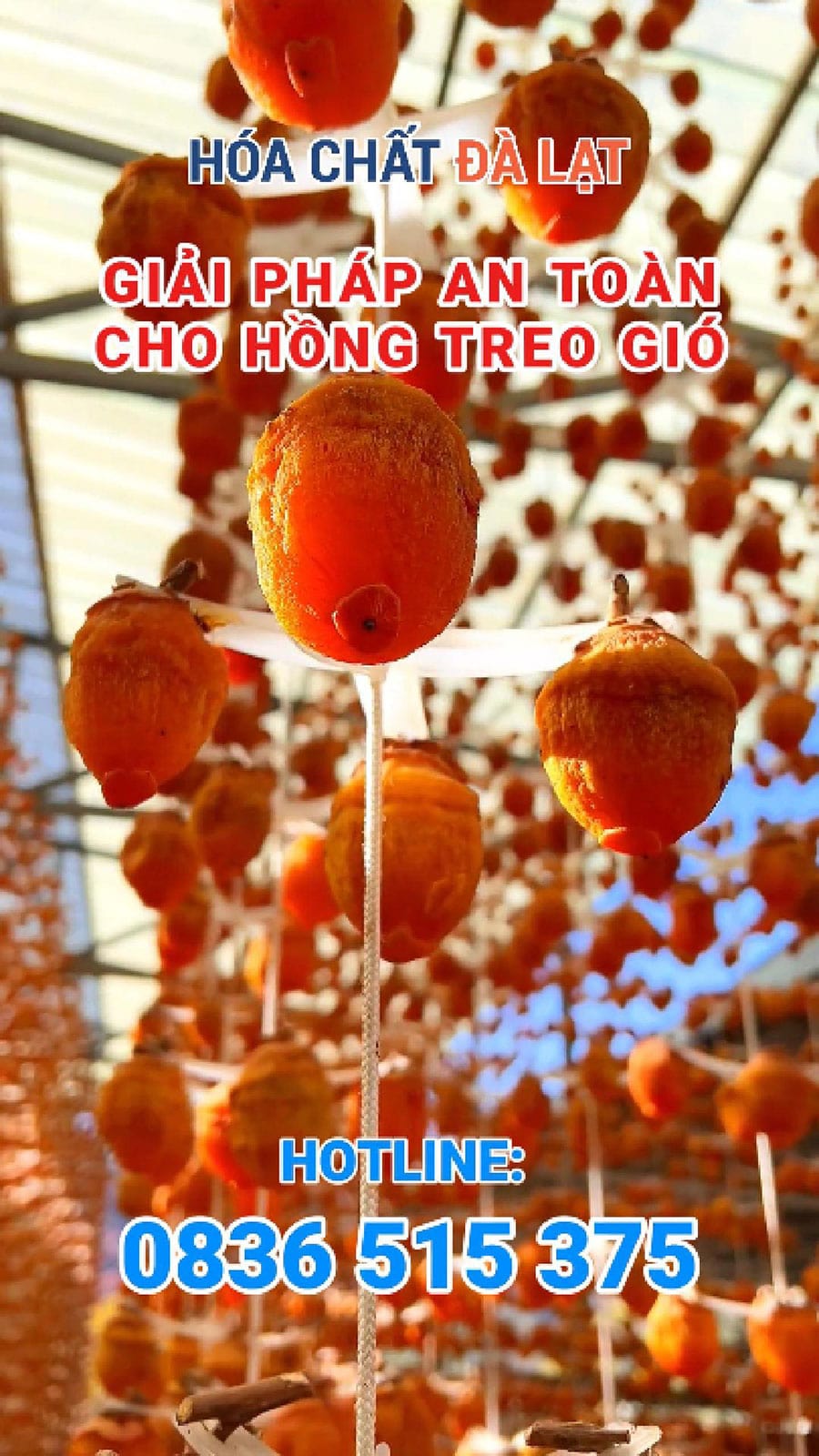 Giải pháp an toàn cho hồng treo gió tại Đà Lạt – Hóa Chất Đà Lạt đồng hành cùng đặc sản địa phương