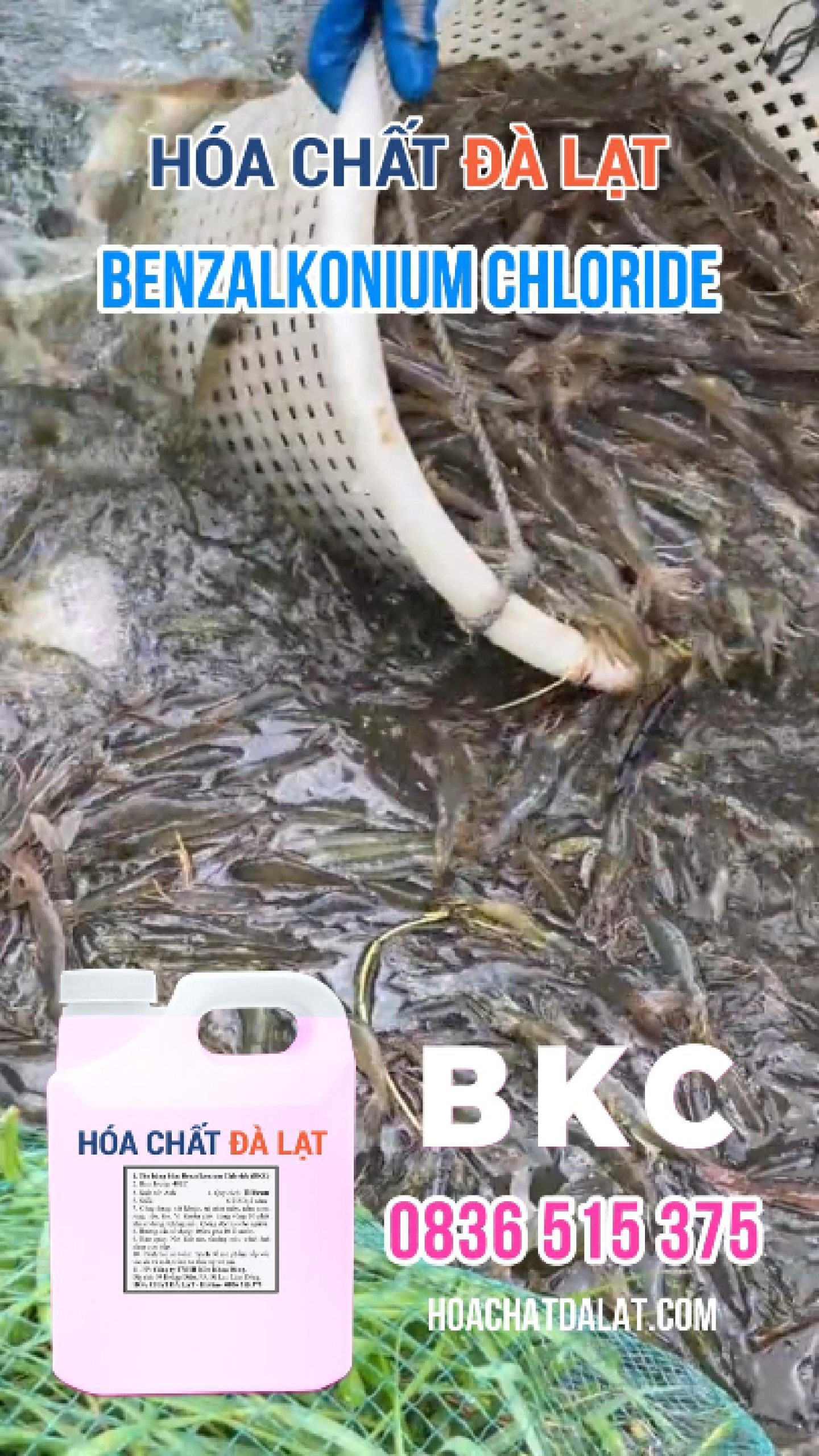 BKC Diệt Khuẩn – Giải Pháp Khử Trùng Chuồng Trại, Ao Hồ Hiệu Quả Cho Bà Con