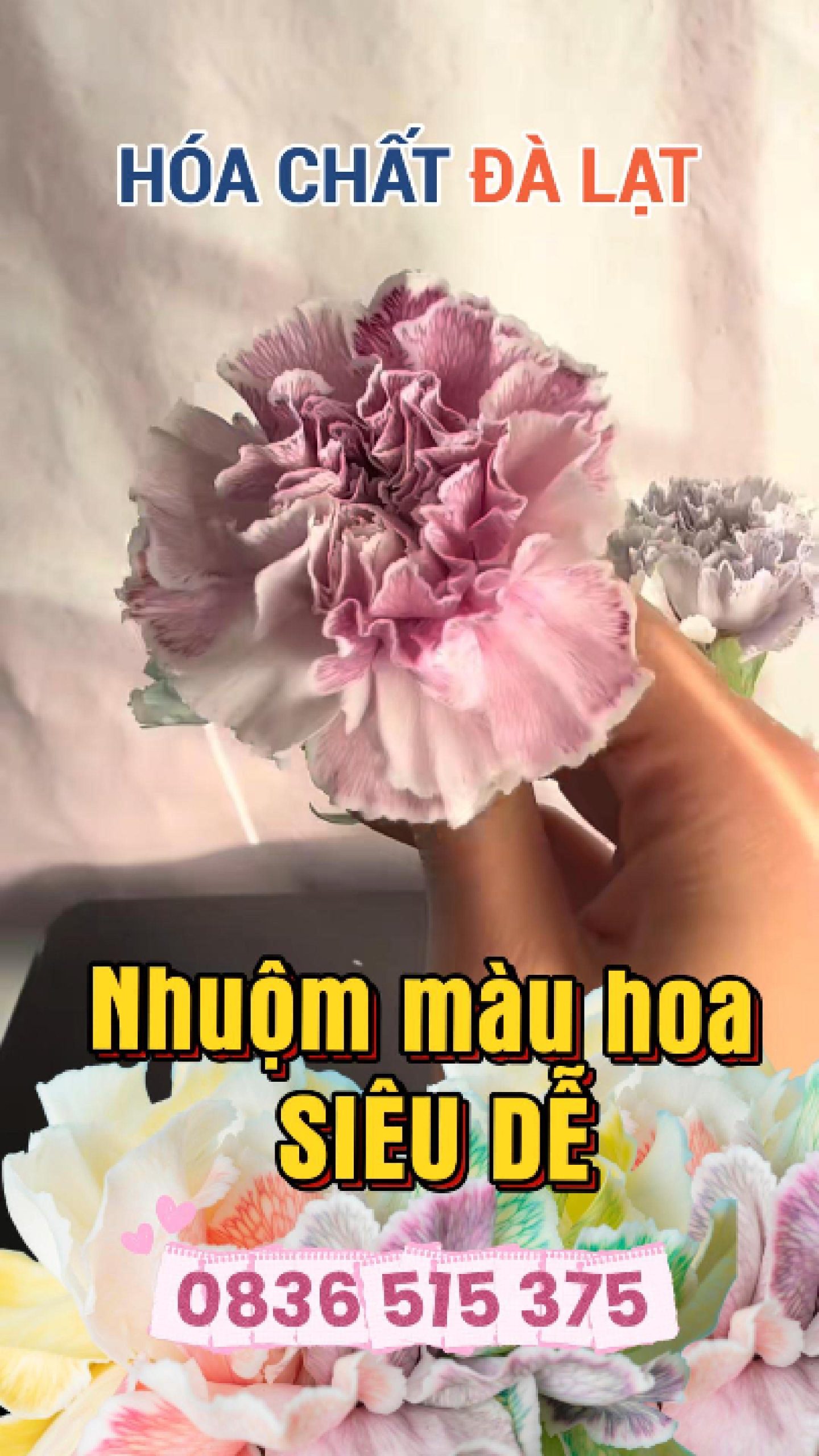 Nhuộm Màu Hoa Bằng Phẩm Màu Thực Phẩm – An Toàn, Lên Màu Đẹp Và Dễ Làm